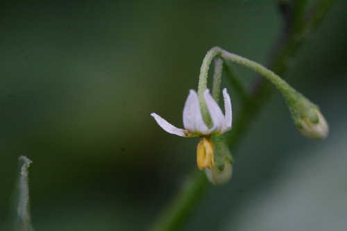 Solanum americanum #16